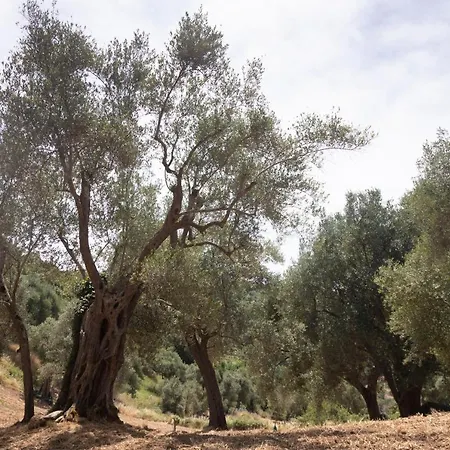 Corte Degli Ulivi