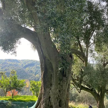 Corte Degli Ulivi Holiday home